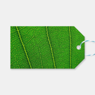 Étiquettes-cadeau Feuille d'arbre vert