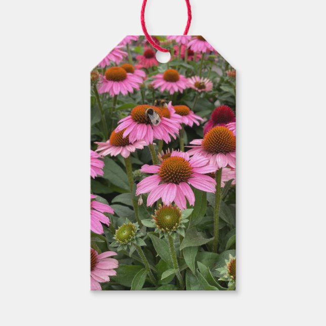 Étiquettes-cadeau Fleurs d'Echinacea rose et abeilles magnifiques (Devant)