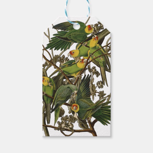 Étiquettes-cadeau Illustration Audubon Carolina Parrot Bird (Devant)