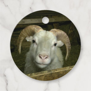 Étiquettes Cadeau moutons d'Islande -