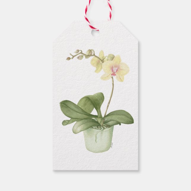Étiquettes-cadeau Orchidée en Pot Vert Aquarelle botanique (Dos)