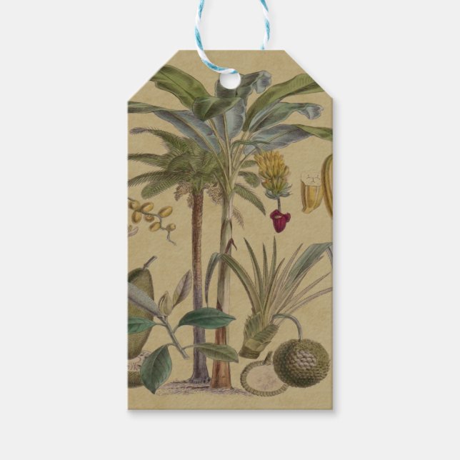 Étiquettes-cadeau Palm Antique Fruit Tropical Art Botanique (Devant)