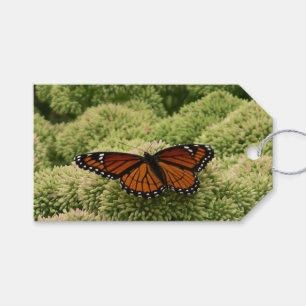 Étiquettes-cadeau Papillon Viceroy Belle photographie de la nature