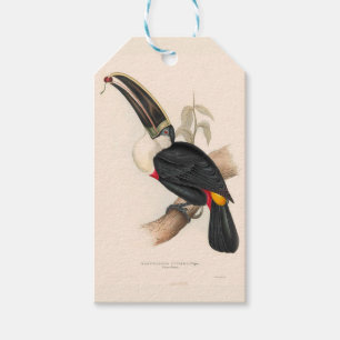 Étiquettes-cadeau Peinture animalière d'antiquités Toucans
