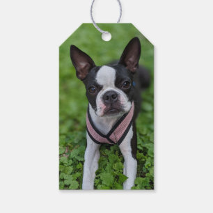 Étiquettes-cadeau Photographie de Boston Terrier heureux 
