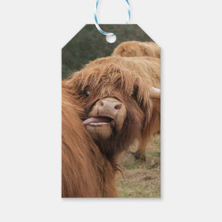 Étiquettes-cadeau Photographie de vache des Highlands écossaise