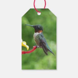 Étiquettes-cadeau Photographie d'oiseau Colibri à gorge rubis