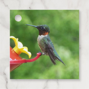 Étiquettes Cadeau Photographie d'oiseau Colibri à gorge rubis