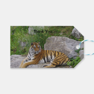 Étiquettes-cadeau Portrait photo d'un tigre de Sibérie