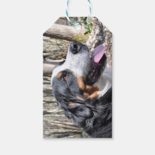 Étiquettes-cadeau quatrième chien de montagne bernois