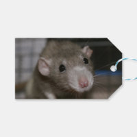 Rat curieux