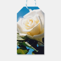 Rose blanche sous ciel bleu