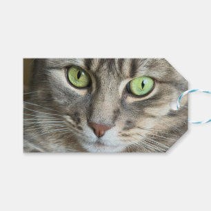 Étiquettes-cadeau Yeux d'émeraude – Portrait d'un chat aux yeux vert