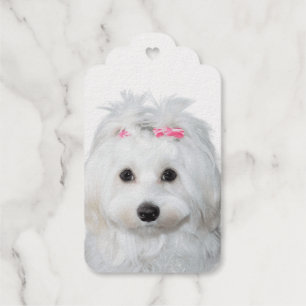 Étiquettes Cadeaux Angle sucré maltais sur pattes