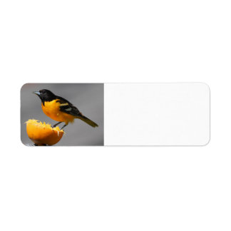 Étiquettes d'adresse de retour Baltimore Oriole