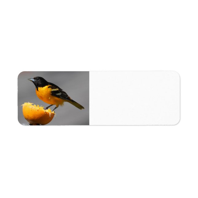 Étiquettes d'adresse de retour Baltimore Oriole (Devant)