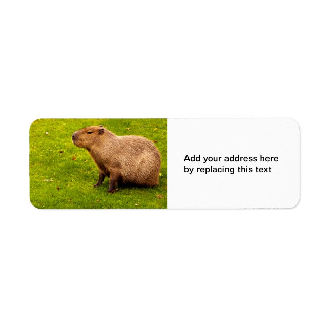 Étiquettes d'adresse de retour Capybara (Devant)