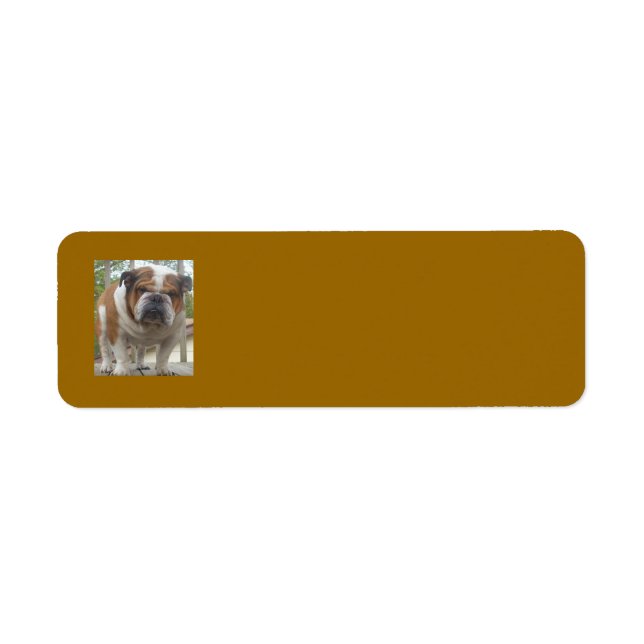 Étiquettes d'adresse de retour de Bulldog en angla (Devant)
