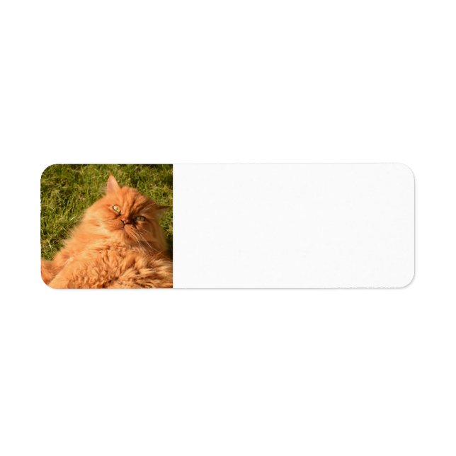 ÉTIQUETTES D'ADRESSE DE RETOUR DU CHAT DE PERSIAN  (Devant)