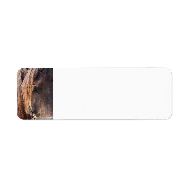 Étiquettes d'adresse de retour du cheval (Devant)