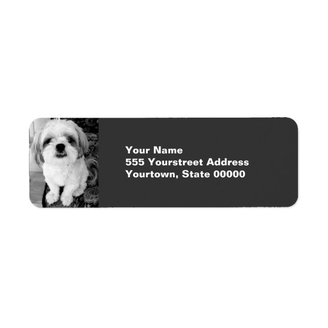 Étiquettes d'adresse de retour Shih Tzu (Devant)