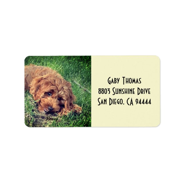 Étiquettes d'adresse Golden Doodle (Devant)