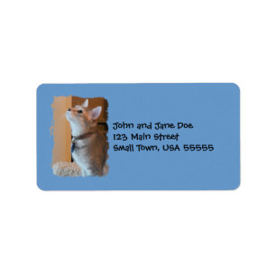 Étiquettes de adresse de bleu de photo de chaton