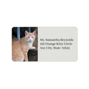 Étiquettes de adresse de chat Tabby Orange