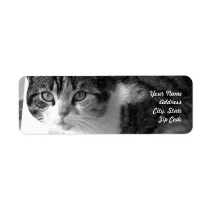 Étiquettes de adresse de chat tigré