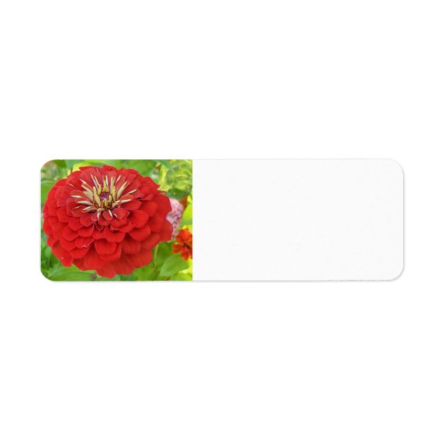 Étiquettes de adresse de Red Zinnia (Devant)