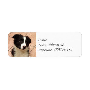 Étiquettes de adresse de retour de chiot de borde