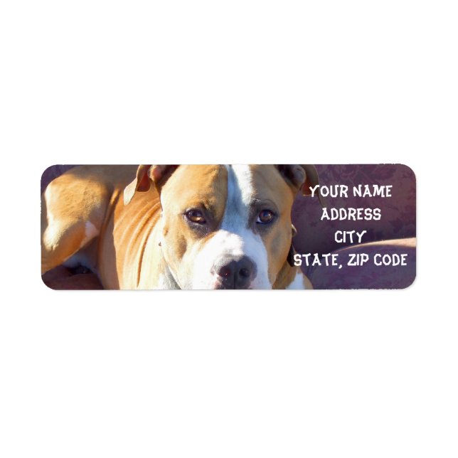 Étiquettes de adresse Pitbull (Devant)