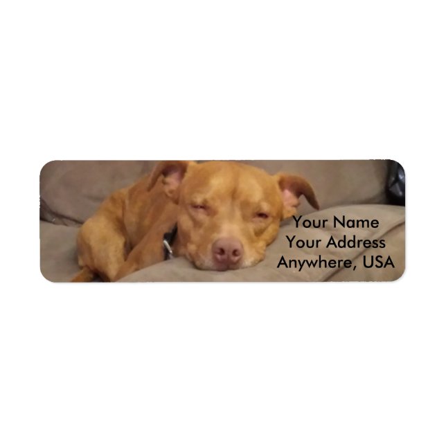 Étiquettes de adresse Pitbull (Devant)