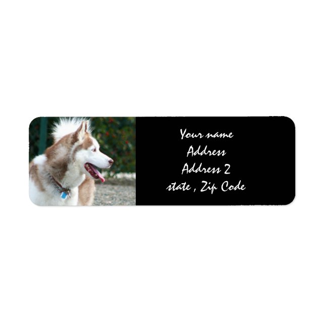 Étiquettes de adresse sibériens Husky (Devant)