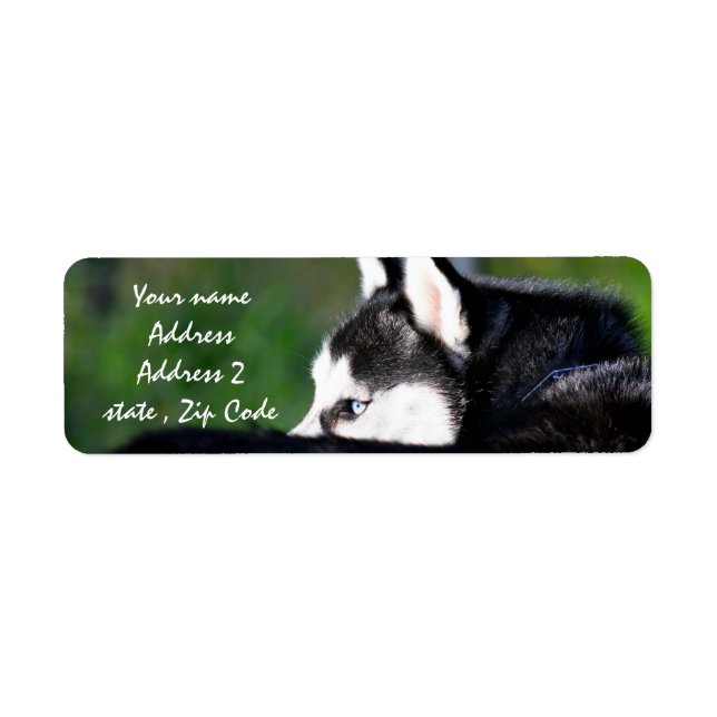 Étiquettes de adresse sibériens Husky (Devant)