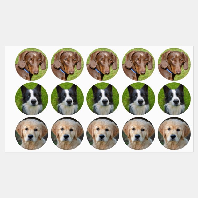Étiquettes de chiens (Feuille)