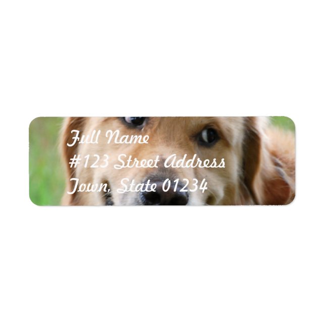 Étiquettes de messagerie Golden Retriever (Devant)