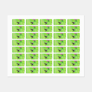 Étiquettes Peinture des colibris et des petits pois