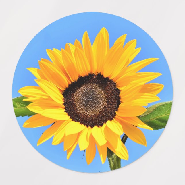 Étiquettes Tournesol jaune contre soleil sur le ciel bleu Éti (Design 1)