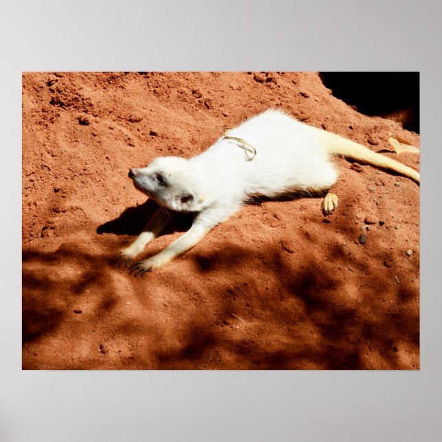 Étirement Meerkat Blanc, Poster (Devant)