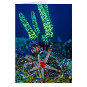 Étoile de mer et tunique