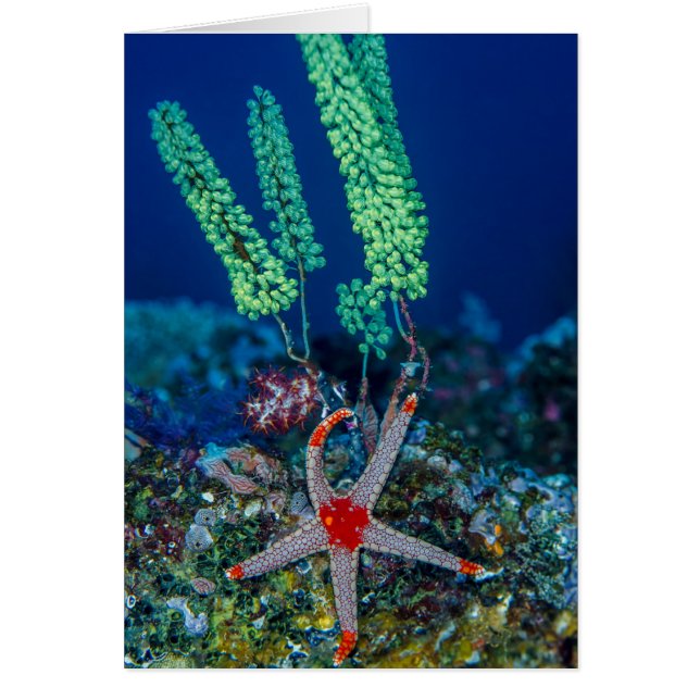 Étoile de mer et tunique (Devant)