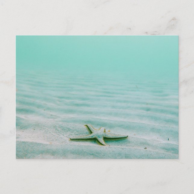 ÉTOILE DE MER SUR FOND MARIN CARTE POSTALE (Devant)