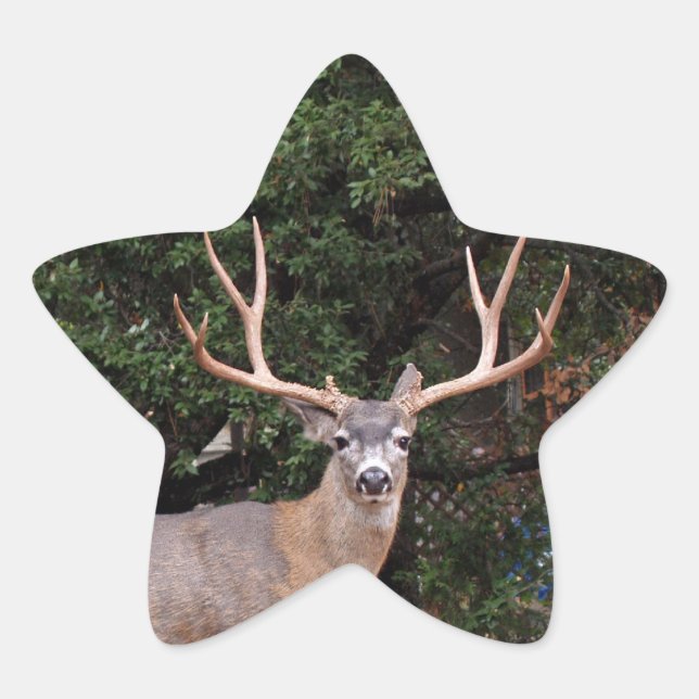 Étoile Sticker Deer Star (Devant)