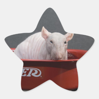ÉTOILE STICKER D'ÉTOILE RAT SANS CHEVEUX