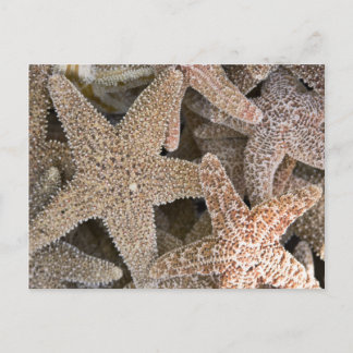 Étoiles de mer tout autour carte postale