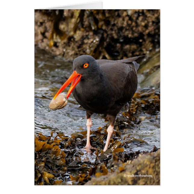 Étonnant oiseau de rivage noir à l'huître avec écu (Devant)