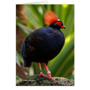 Étonnant Roul-Roul Crested Bois Partridge Oiseau