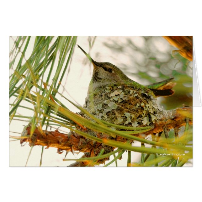 Étonnante maman colibri d'Anna sur le nid (Devant horizontal)