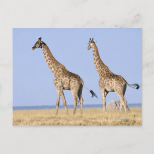 Etosha National Park, Namibia 3 Postcard